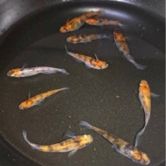可愛い  メダカ無料であげます。の画像