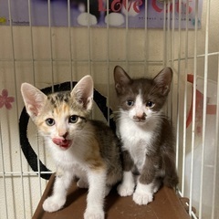 子猫達