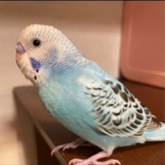 迷子の鳥を探しています。