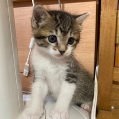 【里親決定】生後1ヶ月のオス猫