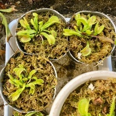【植物】食虫植物ハエトリソウ！お問い合わせ今日まで！