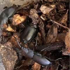 値下げ　貴重　天然　ノコギリクワガタペア