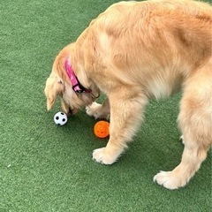 犬友募集（とくに大型犬） - 西尾市