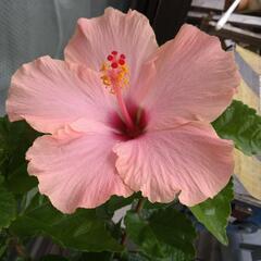 ハイビスカス🌺を譲って下さい^_^