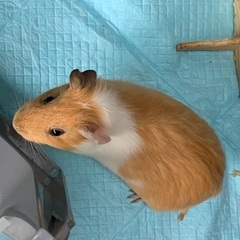 モルモット☆性別不明、引越しの為里親を募集しております。