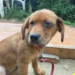 ただいま、お話し合い中  子犬