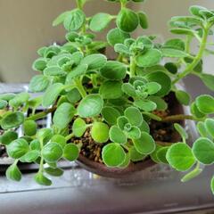 アロマティカス➀の画像