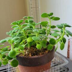 アロマティカス➀の画像