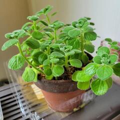 アロマティカス➀の画像