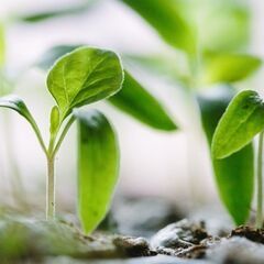 【単発1日〜OK！】【8月】愛媛県伊予郡松前町で苗を作る作業補助...