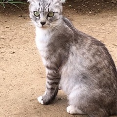 猫ちゃん引き取ってくださる方
