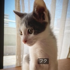 グレーハチワレ　2ヶ月齢　男の子　兄弟です！