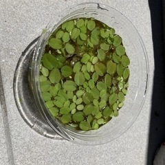 オオサンショウモ（浮草）