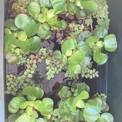 ホテイアオイ2株