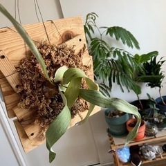 🌿植物好きの人、話しましょ🌱