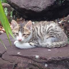 優しい里親さん募集中!! - 猫