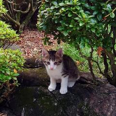 優しい里親さん募集中!! - 宇和島市
