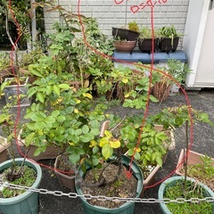 バラ　ピエールドゥロンサール　鉢植え