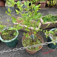 ブルーベリー　鉢植え