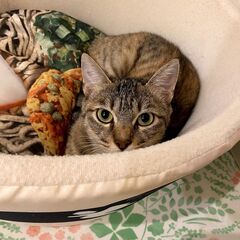 毎日かわいい猫たちと関われる職場です！　猫好きな方おススメです！の画像
