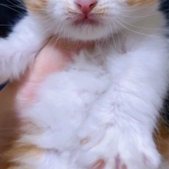 生後一ヶ月ノルウェージャンフォレストキャットの男の子の里親募集です。 − 東京都