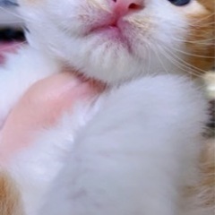 生後一ヶ月ノルウェージャンフォレストキャットの男の子の里親募集です。 - 八王子市