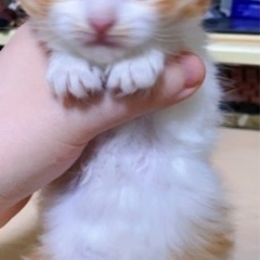 生後一ヶ月ノルウェージャンフォレストキャットの男の子の里親募集です。 - 猫