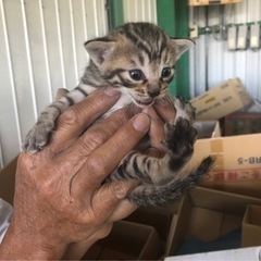 2022.6.29更新 写真追加 愛媛県 野良猫 赤ちゃん キジトラ③