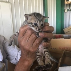 2022.6.29 更新 愛媛県 野良猫 赤ちゃん キジ猫(黄)...
