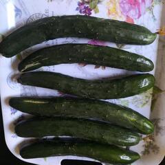早い者勝ち　取れたて　新鮮野菜