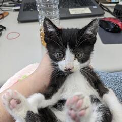 【お話中】ボブテイルの靴下猫の男の子