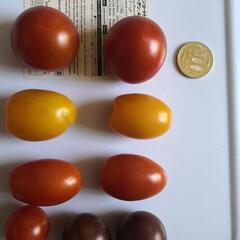 早い者勝ち　取れたて　新鮮野菜の画像