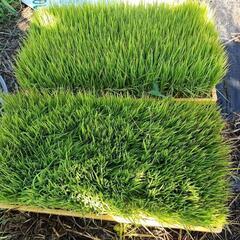 あきたこまち苗2枚
