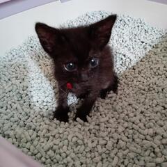 急募　1ヶ月半のメスの黒猫　幸せを貰って下さい🎶