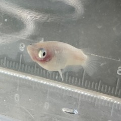 紅ほっぺ  ほっぺ確認済み個体 メダカ  1ペア
