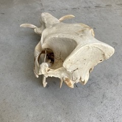 【レア】猪　イノシシ　頭蓋骨　標本の画像