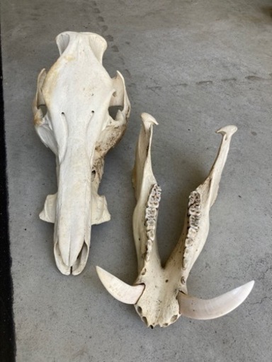 【レア】猪　イノシシ　頭蓋骨　標本