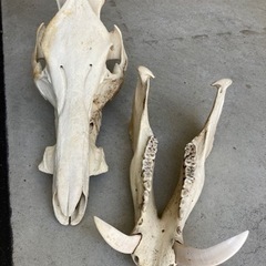 【レア】猪　イノシシ　頭蓋骨　標本の画像