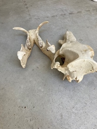 【レア】猪　イノシシ　頭蓋骨　標本