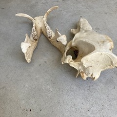 【レア】猪　イノシシ　頭蓋骨　標本の画像