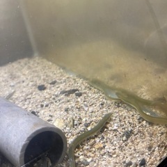 ウナギ  うなぎ  淡水魚  熱帯魚の画像
