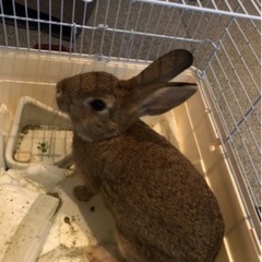 うさぎさんの画像