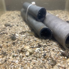 ウナギ  うなぎ  淡水魚  熱帯魚の画像