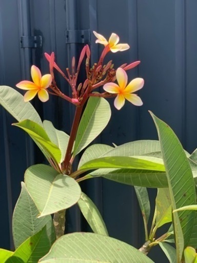 プルメリア　大型　花木　植物　