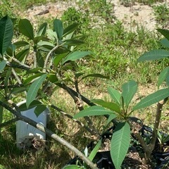 プルメリア　大型　花木　植物　の画像