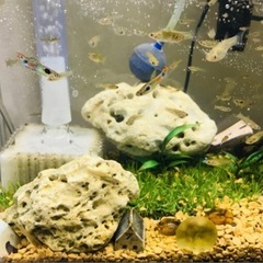 グッピー　育ててみませんか？の画像