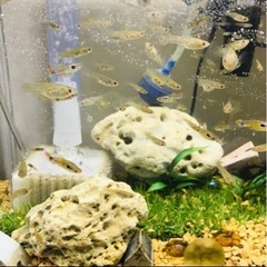 グッピー　育ててみませんか？の画像