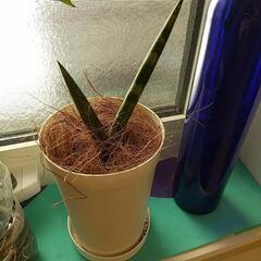 観葉植物 約１５センチ 鉢付き