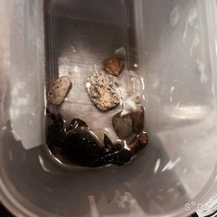 モクズガニ  熱帯魚  淡水魚  ペット
