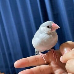 シルバー文鳥を探しています